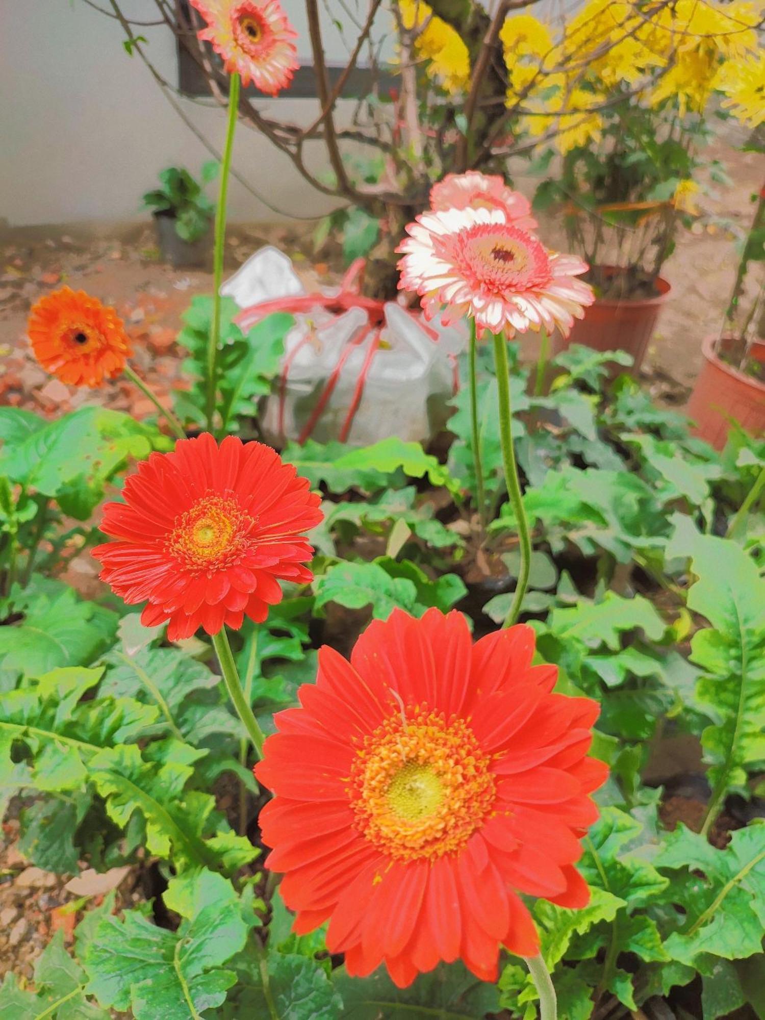 Trang An Natural Mountainside Homestay Ninh Bình Ngoại thất bức ảnh