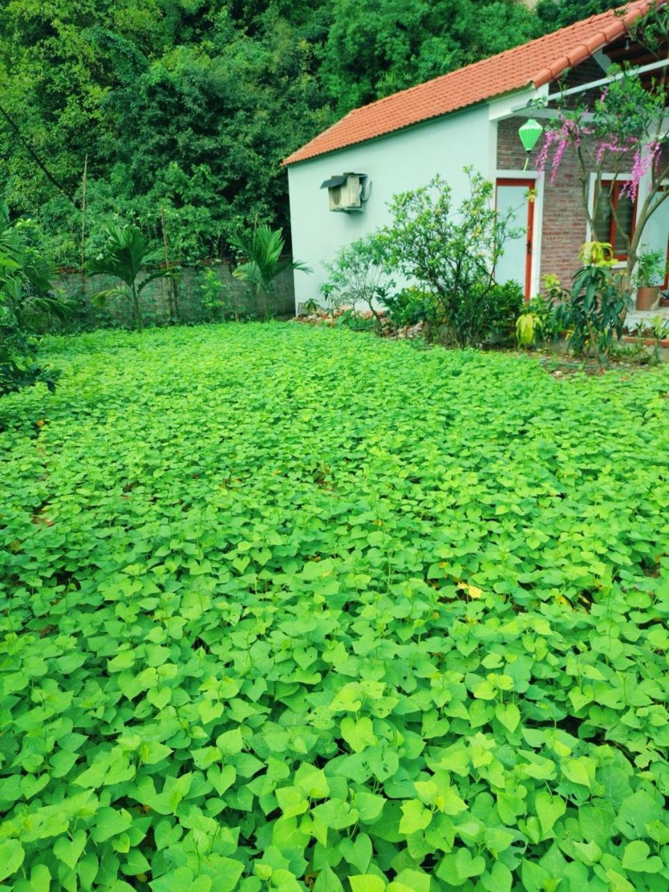 Trang An Natural Mountainside Homestay Ninh Bình Ngoại thất bức ảnh